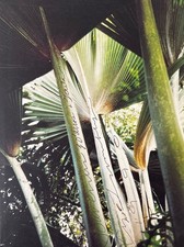 Cy Twombly: Souvenirs of