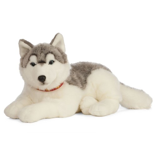 Großer husky liegend - husky,