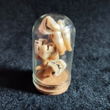Reh-Zähne im Mini Glasdom  Kuriositäten Knochen Schädel Wunderkammer  Zahn