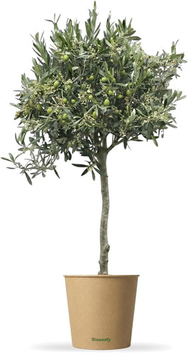 Olivenbaum 110cm stämmchen - olivenbaum, 80-110cm