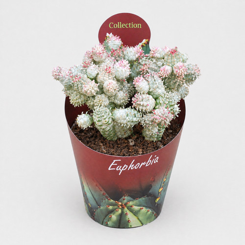 Euphorbia mammilaris variegata