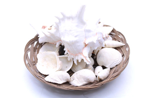 Maritme deko muscheln - maritme,