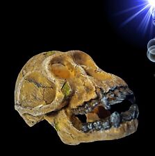 TOP Aquarium Deko 🐠 SCHIMPANSEN TOTENKOPF HÖHLE 🐠 Dekoration Zubehör Schädel
