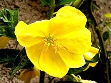 Riesen NACHTKERZE "Riesenblüte" zitronengelb, essbare Blüte, 100 Samen, Öl, Süß