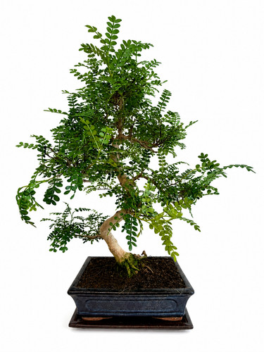 Bonsai zanthoxylum - bonsai,