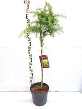 Cedrus deodara Lime Glow