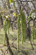 Zitterpappel Pappel Populus tremula  150-200 cm im Container
