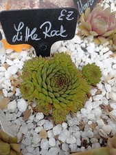  Sempervivum * Little Rock