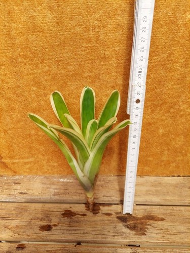 Aechmea gamosepala variegata - ,