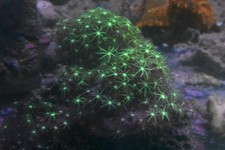 Meerwasser Lebendgestein mit Frischem Aufwuchs und Schöner Farbe Koralle