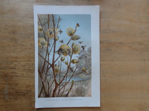 Orig chromolithographie - orig.(1892),