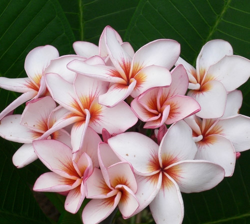 Frangipani plumeria jeepetch - plumeria,
