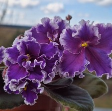 Usambaraveilchen African