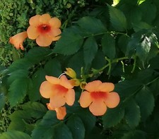 SAMEN Die Klettertrompete