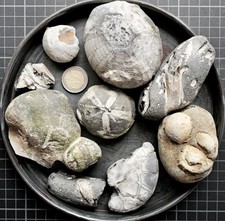 Seeigel ,Steinkerne +