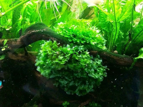 Aquarium pflanzen - aquarium,