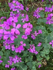 ✨25 St. Silberling