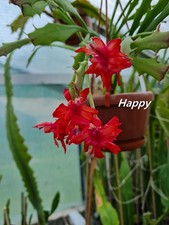 Schlumbergera Hybride " Happy