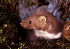 DJH Spenden-Karte Tiere Tier Motiv-AK STEINMARDER Marder Postkarte ungelaufen