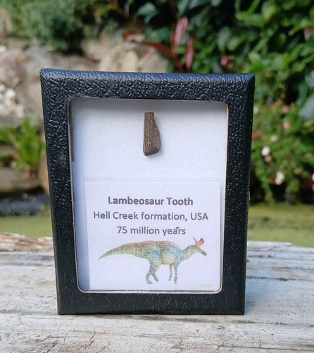 Lambeosaurier dinosaurier zahn - lambeosaurier,