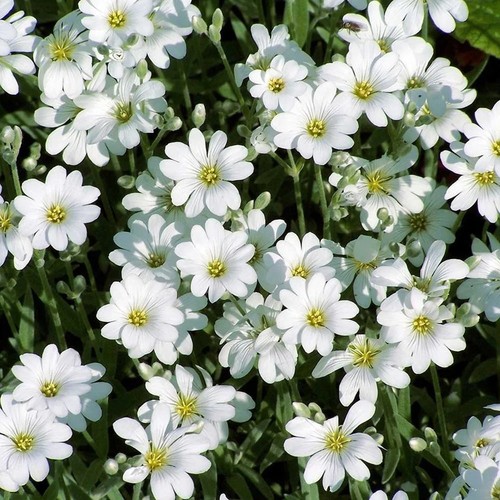 Filziges hornkraut cerastium - hornkraut,