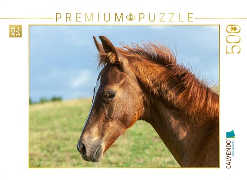 Calvendo puzzle pferd unter - puzzle,