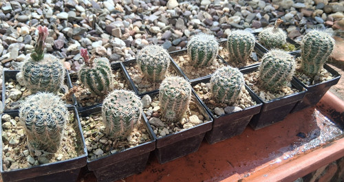 Stück gymnocalycium bruchii - 2,
