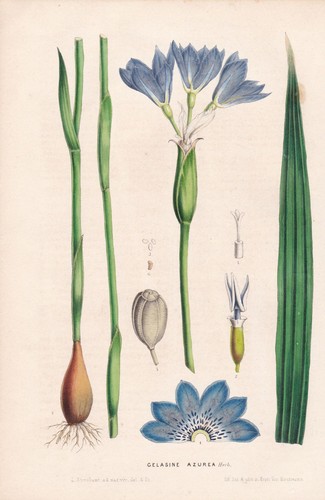 Gelasine azurea uruguay blume - uruguay,