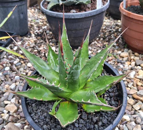 M2einzelstück agave montana - agave,