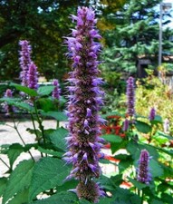 SAMEN Blumen-Beet Bio-Garten SCHMETTERLINGSMAGNET Sommer Anis-Ysop Pflanzensamen