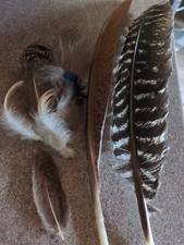 Federn zum basteln, Nicht Behandelt Naturprodukt 50 Stück 