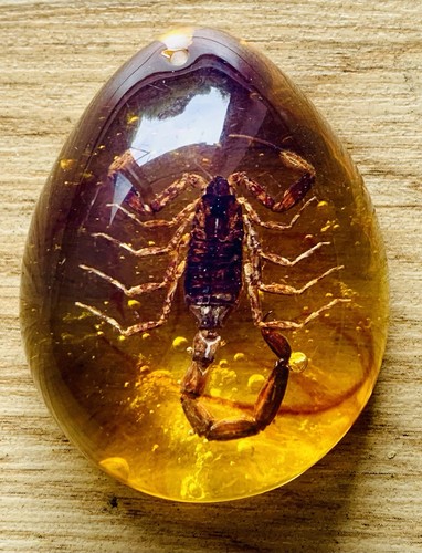 Skorpion bernstein varietät - bernstein,