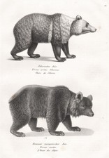 Amerikanischer schwarzer