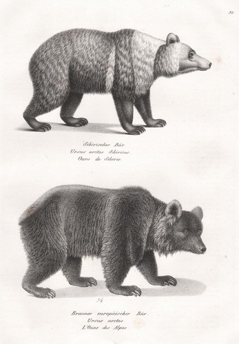 Amerikanischer schwarzer