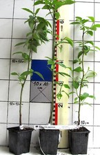 Diospyros japonica -  japanische Persimone / asiatische wilde Kaki  (Pflanze)