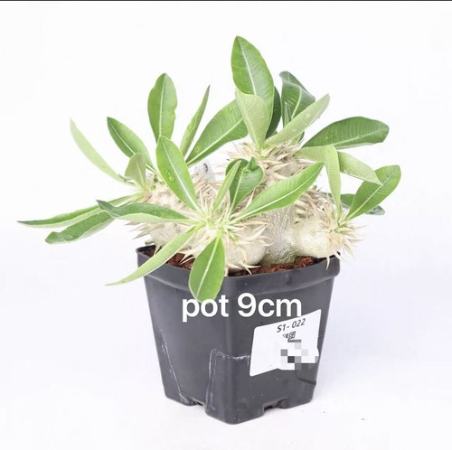Rare pachypodium enigmaticum - rare,