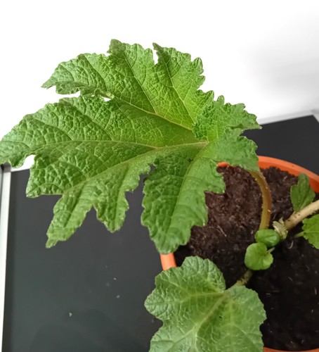 Großes mammutblatt gunnera - großes,