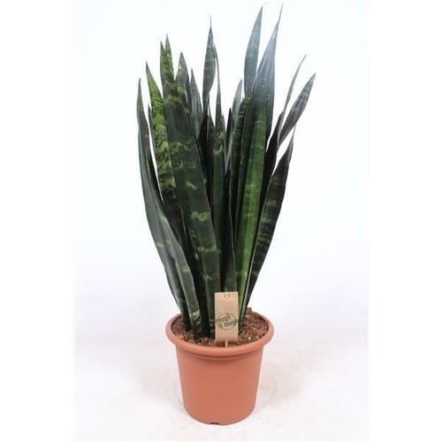Sansevieria black coral - black,