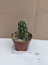 Cleistocactus acanthurus ssp. pullatus, kakteen sukkulenten Kaktus