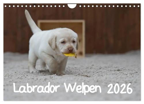 Labrador welpen wandkalender - welpen, (wandkalender
