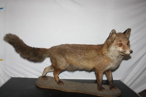 Tierpräparat fuchs rotfuchs - tierpräparat,