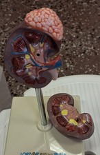 anatomisches Modell der