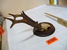 4195.    Altes  Geweih Deko Rehgeweih Trophäe