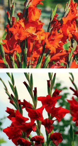 Zwiebeln rote riesen gladiole - zwiebeln,