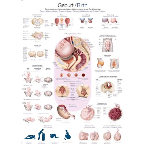 Anatomische lehrtafel geburt - anatomische,