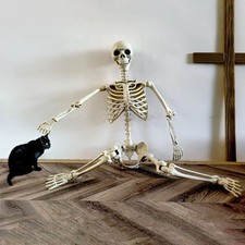 Halloween Skelett Menschliches