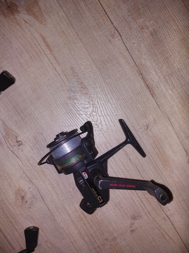 Abu cardinal - c3,