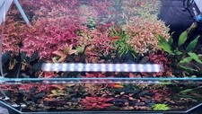 Bucephalandra set ableger - set, 14