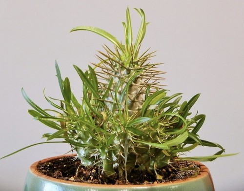 Pachypodium fiherense samen - pachypodium,