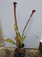 S. x moorei 'Praetorian Guard' MK H260, fleischfressende Pflanze 